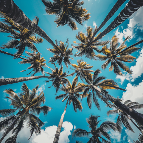 Chitrmela a view looking up in the sky with big coconut trees ab f0e448b2 26f9 4d4f 92e3 8a981acf9944 1